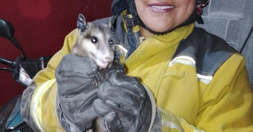 Protección Civil de Villa de Pozos ha resguardado más de 20 animales silvestres en un mes