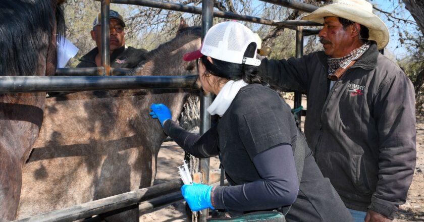 Sedarh mantiene vigilancia para contener el gusano barrenador del ganado en San Luis Potosí