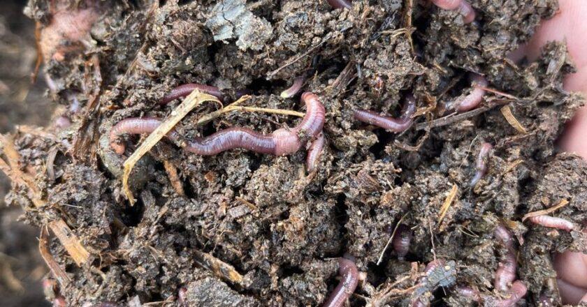 UASLP impulsa el uso de lombricomposta para una agricultura más sustentable