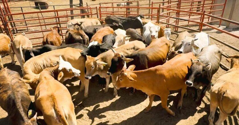 Arranca Gobierno del Estado programa de repoblamiento ganadero en el Altiplano