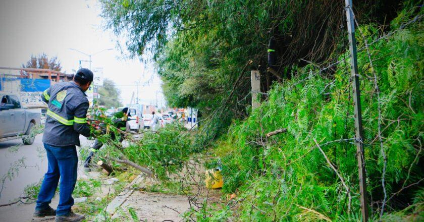 Villa de Pozos intensifica retiro de árboles en riesgo tras temporada de lluvias