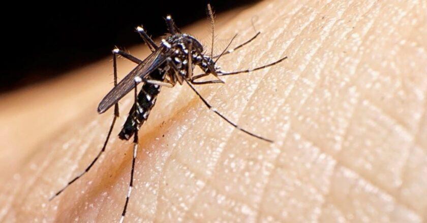 Villa de Pozos refuerza descacharrización para prevenir dengue, zika y chikungunya