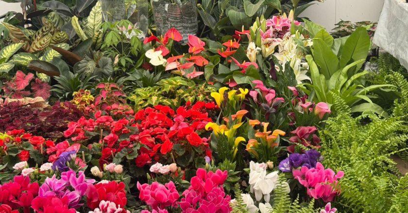 Fenapo estrena Feria de las Flores con 30 productores de siete municipios y estados