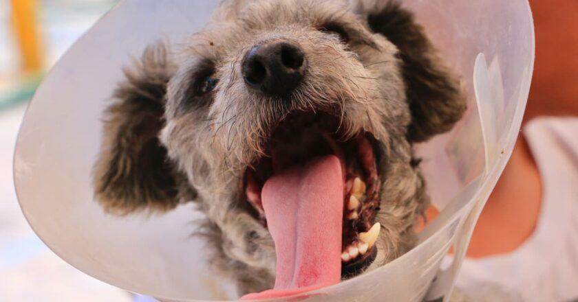 Villa de Pozos prepara jornada para adoptar perros y gatos