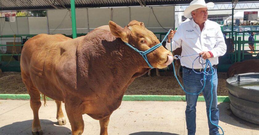 Tierra Ganadera vive un fin de semana de tradición, exposiciones y gastronomía en la Fenapo