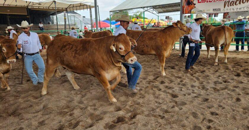San Luis Potosí reconoce a las mejores ganaderías Limousin de México en la FENAPO