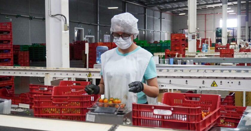 Santa Rita enfrenta alza de costos y mantiene producción de hortalizas