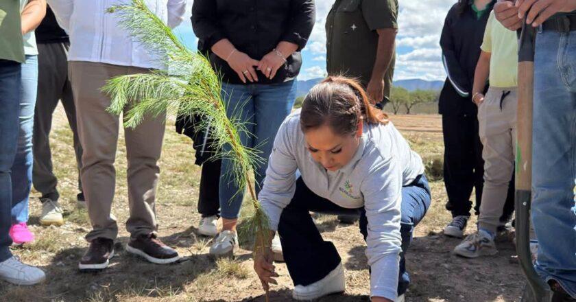 Plantan 600 árboles y entregan 350 frutales en Parque Las Camelias de Matehuala