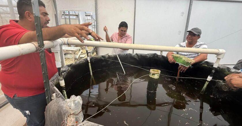 UASLP prueba sistema que combina tilapia y hortalizas para ahorrar agua