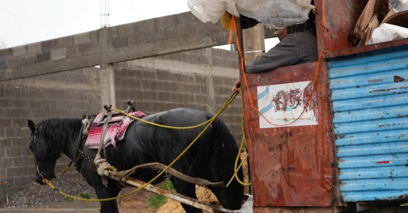 Villa de Pozos inicia operativos contra el uso de animales en carretones