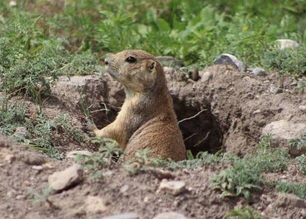 Especialistas analizan estrategias para conservar la fauna silvestre en SLP