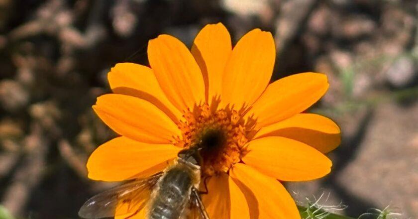 Investigación de egresada de la UASLP identifica especies endémicas de cempasúchil en SLP