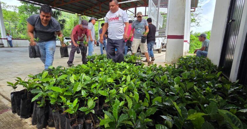 San Luis Potosí produce más de 100 mil árboles para reforestación y proyectos productivos
