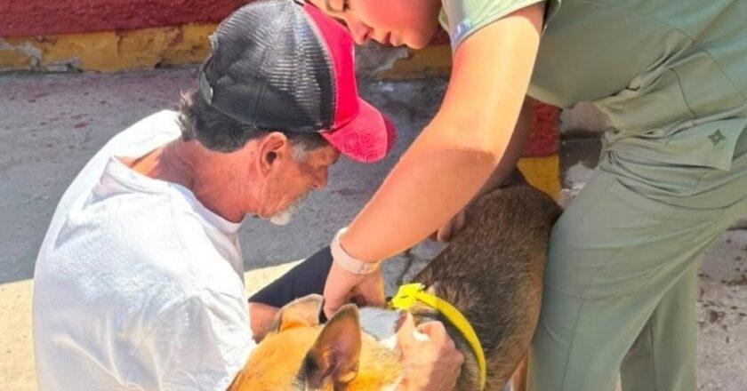 Vacunan y desparasitan a más de 170 perros y gatos en Valle Verde