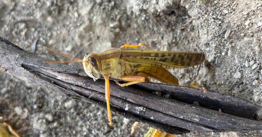 Mantienen vigilancia contra langosta centroamericana en la Zona Media y Huasteca